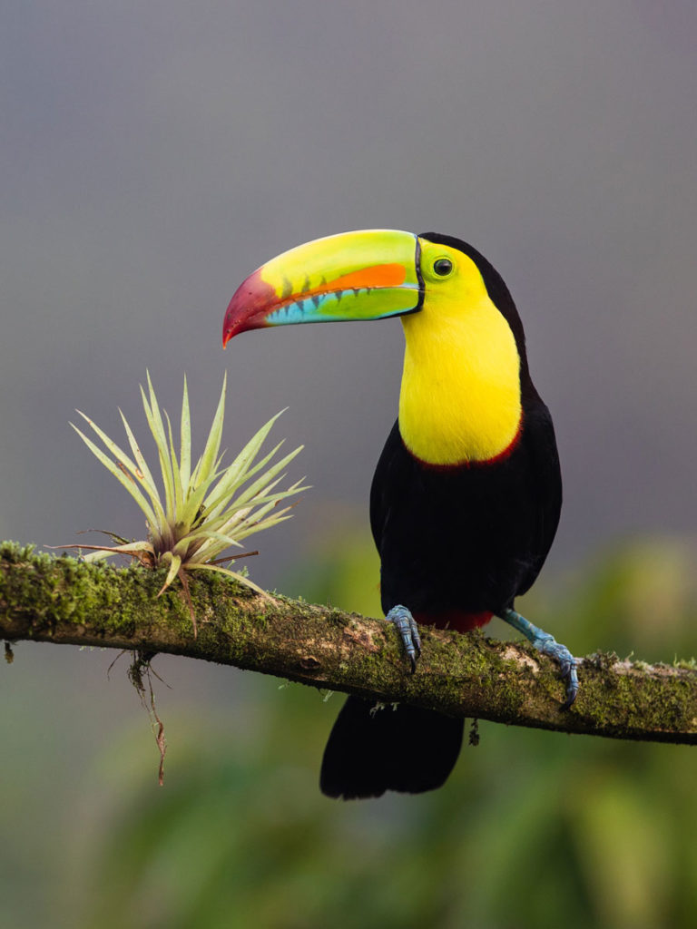 Toucan at San Diego zoo