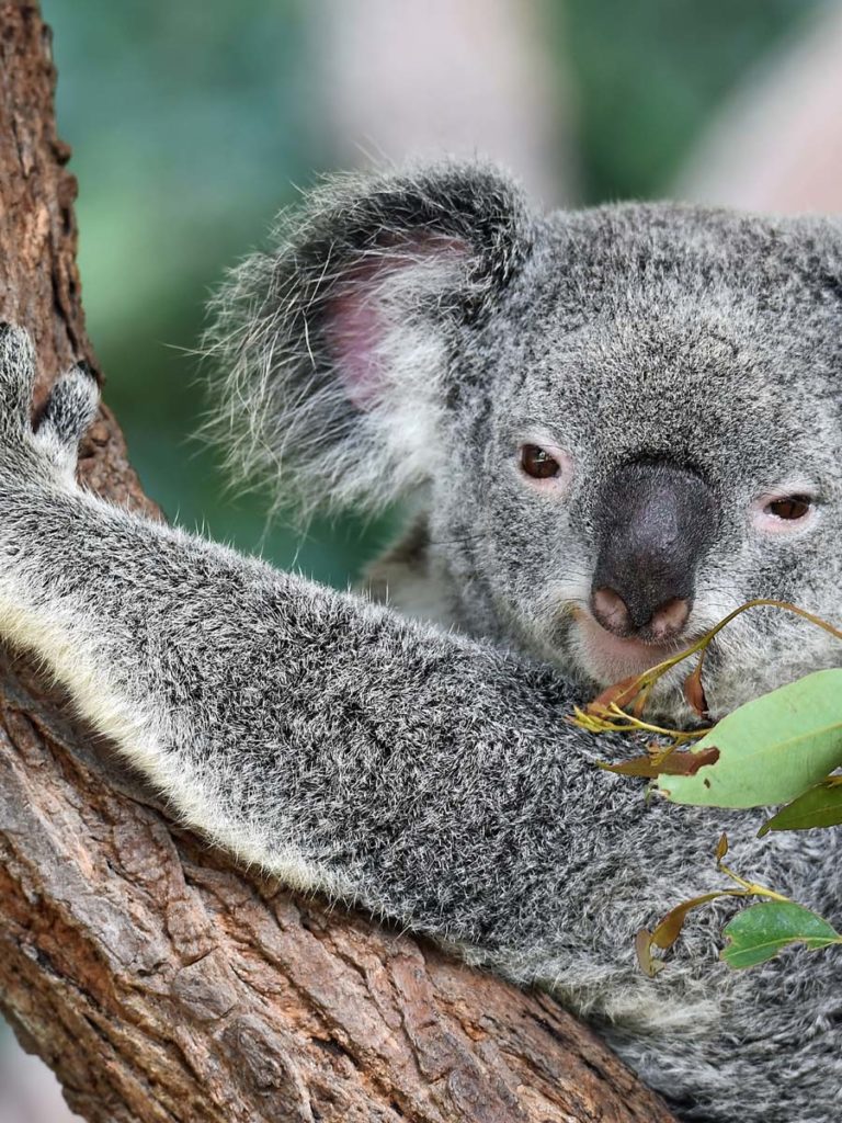 Koala at San Diego zoo