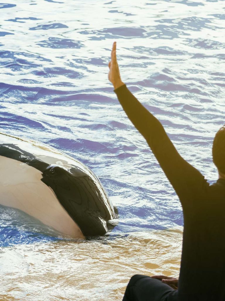 Orca at Seaworld San Diego