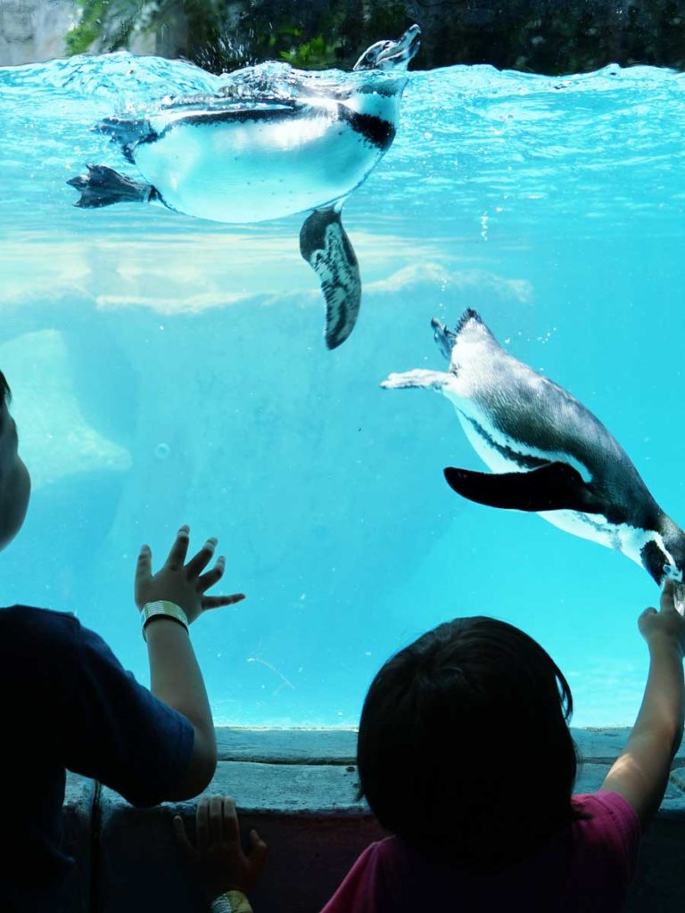 San Diego Zoo Penguins