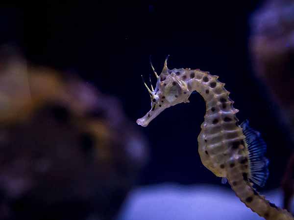 Seahorse at Birch Aquarium San Diego