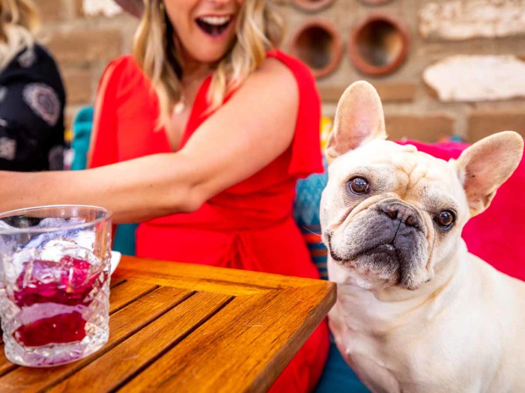 Dog At The Table.