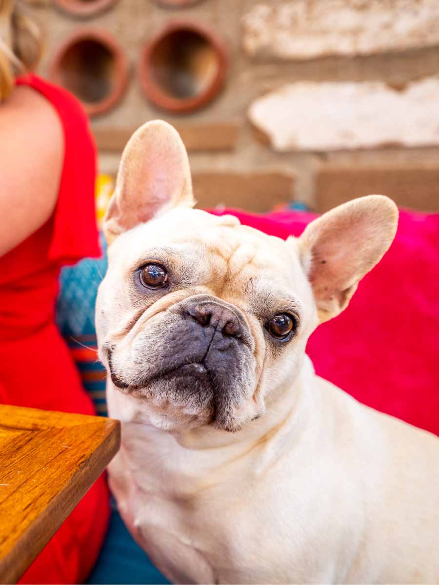 Dog At The Table.