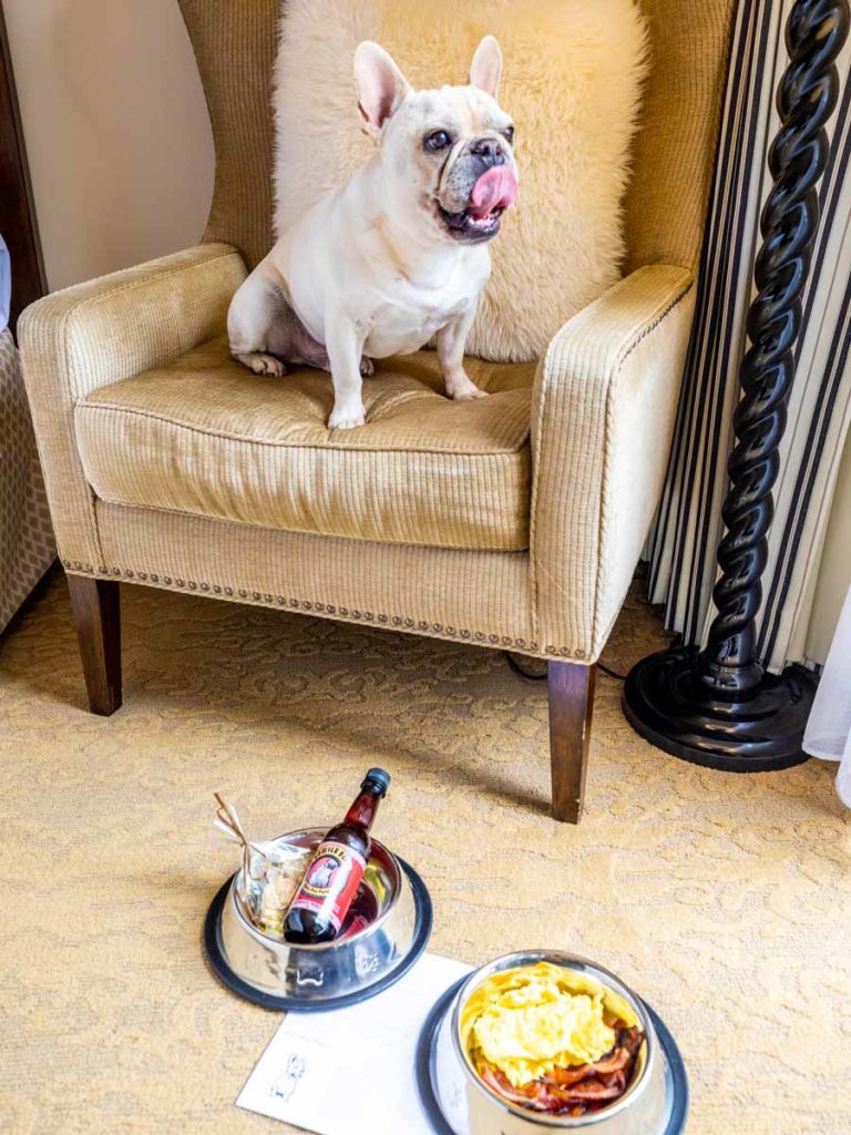 Dog On A Chair.