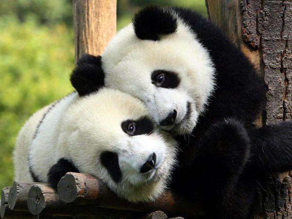 Snuggling Pandas.